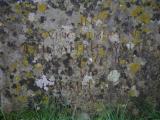 image of grave number 622482